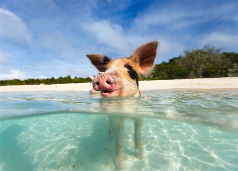 Swimming Pigs and Pearl Island Beach Escape